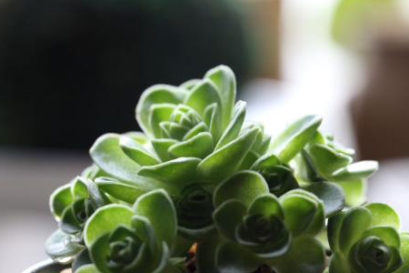 山地玫瑰怎么种植，用什么土