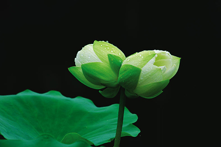 莲花怎么种植，怎么繁殖