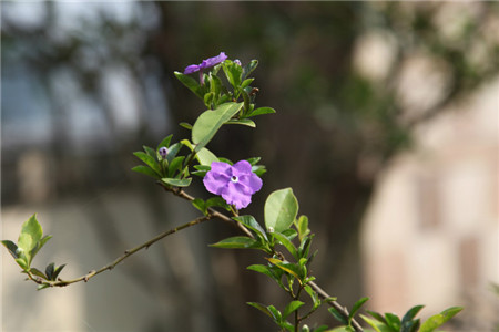 盆栽双色茉莉冬天怎么种植，怎么繁殖