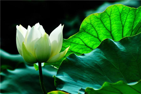 莲花怎么种植，怎么繁殖