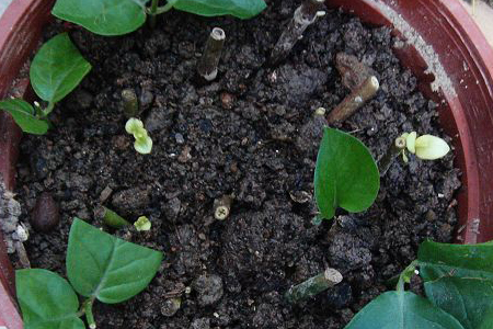 盆栽双色茉莉冬天怎么种植，怎么繁殖