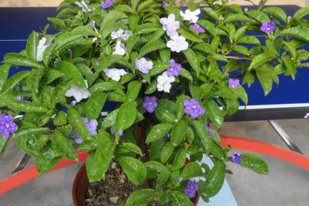 盆栽双色茉莉冬天怎么种植，怎么繁殖