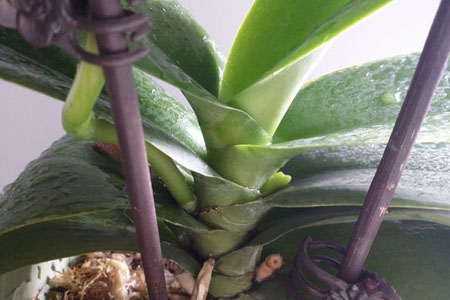 蝴蝶兰怎么种植，经常遇见问题有哪些