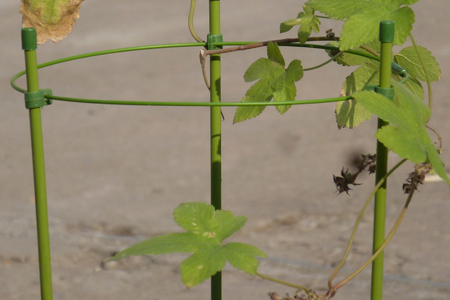 爬藤月季怎么搭架子，怎么种植花开的好