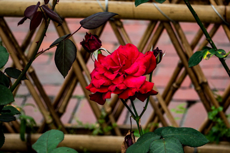 爬藤月季怎么搭架子，怎么种植花开的好