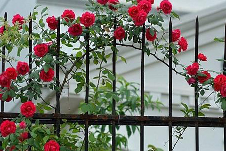 爬藤月季怎么搭架子，怎么种植花开的好