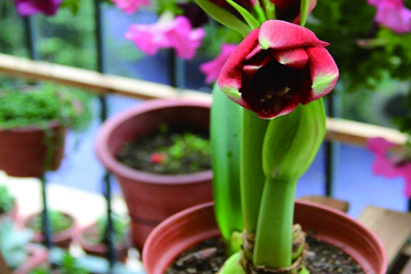 怎么让朱顶红球茎变大，养在家中好吗