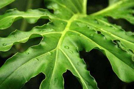 龟背竹怎么种植，怎么繁殖