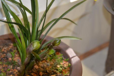 兰花用什么土栽培最好，有哪些配土方案