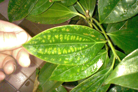 平安树怎么种植，要要注意什么