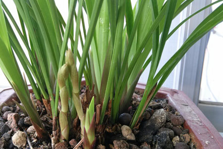 兰花用什么土栽培最好，有哪些配土方案