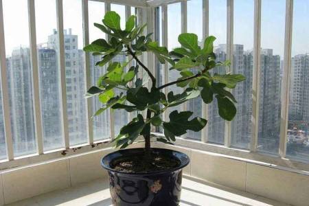 平安树怎么种植，要要注意什么