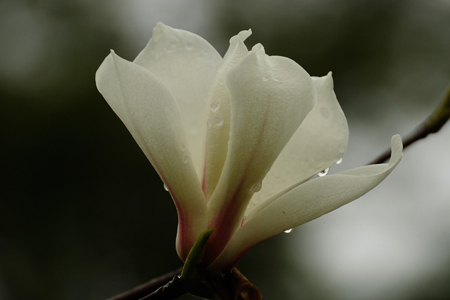 玉兰怎么种植，有什么注意些什么