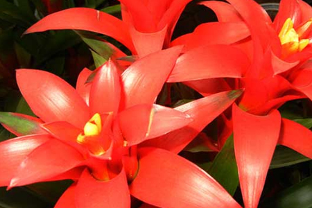 鸿运当头怎么种植，要要注意什么