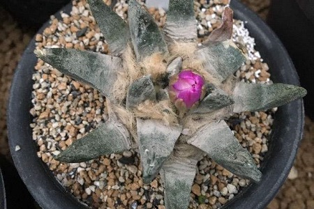 龙角牡丹怎么种植