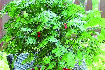 红豆杉怎么种植，要要注意什么