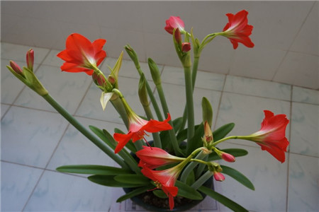 朱顶红怎么种植家庭养法（附度夏方法）