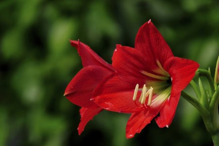 朱顶红怎么种植家庭养法（附度夏方法）