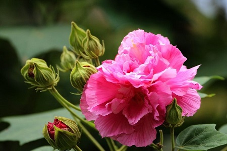 芙蓉花怎么种植