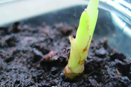 风信子怎么种植，要要注意什么