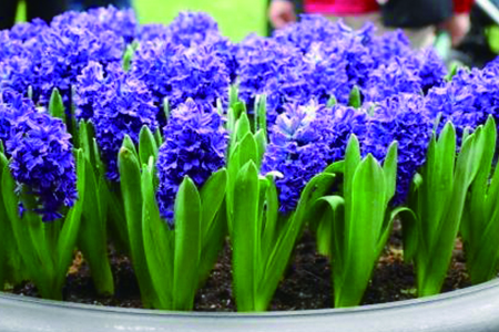 风信子怎么种植，要要注意什么