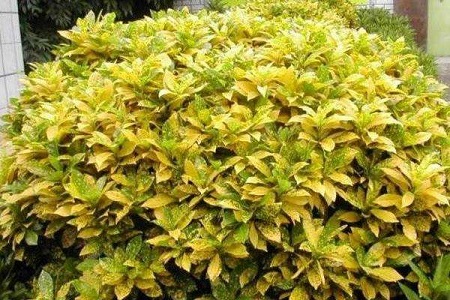 洒金榕怎么种植