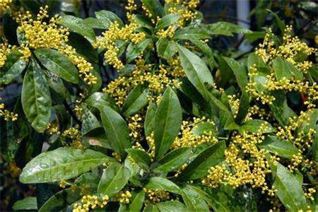 米兰花怎么种植家庭养法(附多开花的方法)