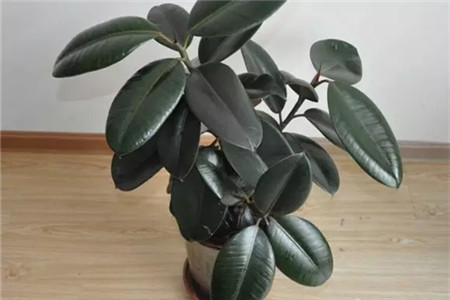 橡皮树怎么种植，要要注意什么