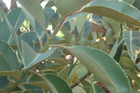 橡皮树怎么种植，要要注意什么