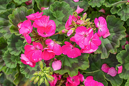 天竺葵怎么种植家庭养法(附良好浇水方法)