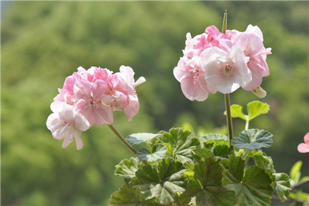 天竺葵怎么种植家庭养法(附良好浇水方法)