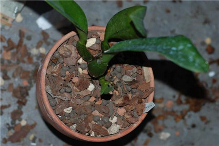 卡特兰怎么换盆，用什么花盆相当好？