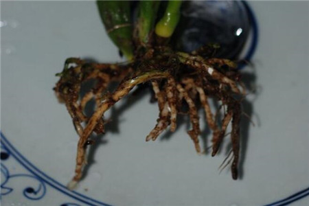 卡特兰怎么换盆，用什么花盆相当好？