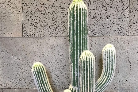 仙人柱怎么种植