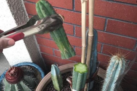 仙人柱怎么种植