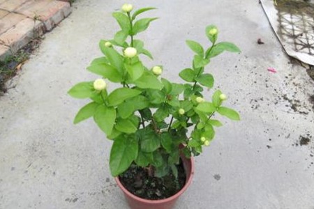 虎头茉莉怎么修枝,什么时候修枝?