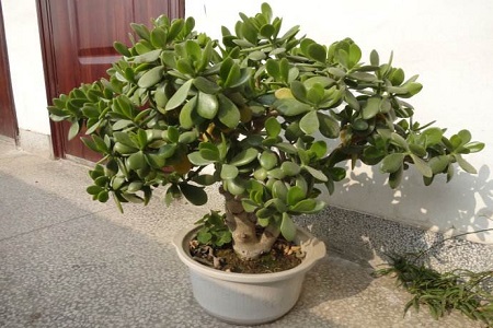 燕子掌夏天怎么种植