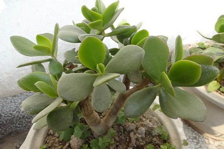 燕子掌夏天怎么种植