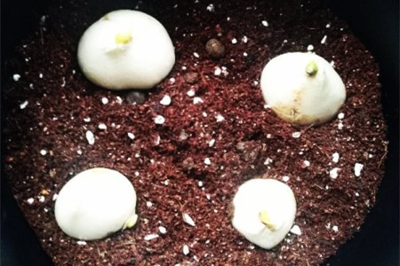 郁金香怎么种植家庭养法，养护时需要要注意什么？