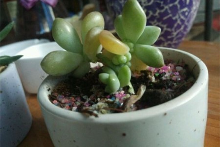 姬秋丽叶片发黄是啥原因，该解决办法？