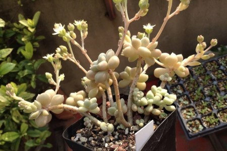 姬秋丽叶片发黄是啥原因，该解决办法？