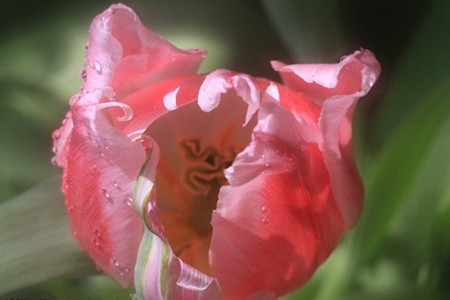 郁金香怎么种植家庭养法，养护时需要要注意什么？