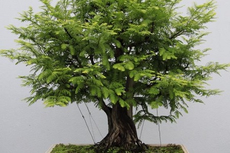 水杉树盆景怎么种植