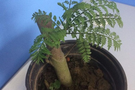 水杉树盆景怎么种植