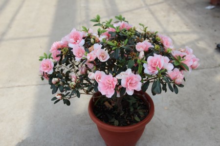 西洋杜鹃的养殖方法和注意些什么