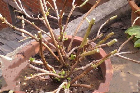 绣球花怎么种植家庭养法(附修剪方法)