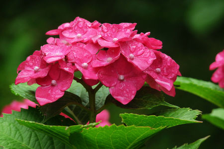 绣球花怎么种植家庭养法(附修剪方法)