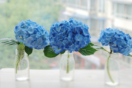 绣球花怎么种植家庭养法(附修剪方法)