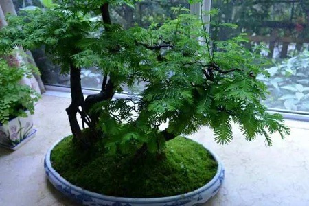 水杉树盆景怎么种植