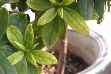 西洋杜鹃的养殖方法和注意些什么